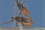 Coranus subapterus