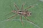 Coranus subapterus Larve