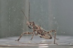 Coranus subapterus Larve
