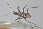 Coranus subapterus Larve