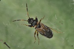Ischnocoris angustulus