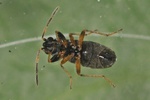 Ischnocoris angustulus