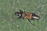 Macrodema microptera