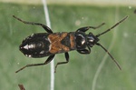 Macrodema microptera