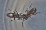Macrodema microptera
