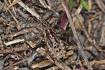 Coranus subapterus Larve