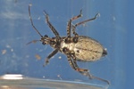 Coranus subapterus Larve