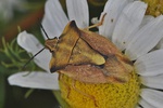 Carpocoris fuscispinus