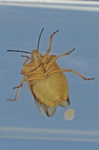 Carpocoris fuscispinus