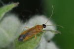 Phylus melanocephalus