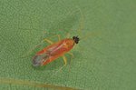 Phylus melanocephalus