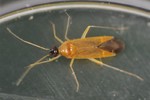 Phylus melanocephalus