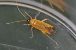 Phylus melanocephalus
