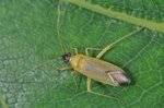 Phylus melanocephalus