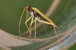 Phylus melanocephalus