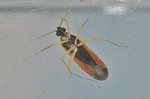 Phylus melanocephalus