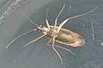 Phylus melanocephalus