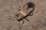 Orsillus depressus