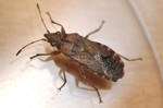 Orsillus depressus
