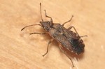 Orsillus depressus