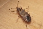 Orsillus depressus