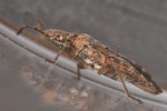 Orsillus depressus