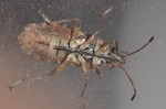 Orsillus depressus