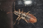 Orsillus depressus