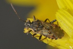 Liorhyssus hyalinus