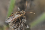 Liorhyssus hyalinus