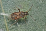 Liorhyssus hyalinus