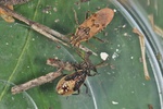 Liorhyssus hyalinus - Imago und Larve