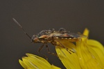 Liorhyssus hyalinus