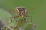 Liorhyssus hyalinus