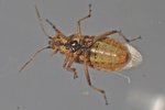 Liorhyssus hyalinus