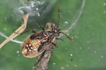 Liorhyssus hyalinus Larve