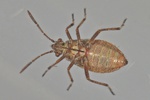 Liorhyssus hyalinus Larve